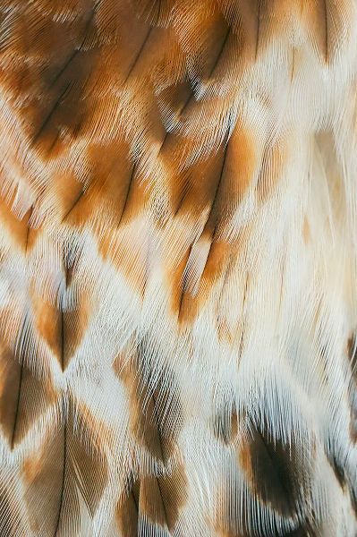 Jones, Adam 아티스트의 Feather pattern on Red-tailed hawk-Florida작품입니다.